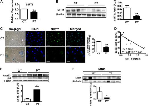 Figure 3. Accelerated senescence in PT-ECFCs is correlated to decreased SIRT1 levels associated to reducing activity. SIRT1 expression was assessed in ECFCs from CT and PT neonates at the RNA and protein level. (A) Relative SIRT1 expression was determined by quantitative RT-PCR analysis on a Stratagen Mx3000. Data were normalized to the housekeeping gene RPL13A. Graph is representative of 7 and 12 experiments performed in duplicated for CT- and PT-ECFCs, respectively. **P < .01. (B) Western blot analysis of SIRT1 from ECFCs of 4 representative CT and PT neonates was shown. Histograms display mean ± SEM of SIRT1 intensity measured by densitometry normalized to β-actin for 4 independent experiments. **P < .01. (C) Costaining between SA-β-gal activity and SIRT1 protein were realized as described in “Patients, materials, and methods.” CT- and PT-EFCFs were stained by immunofluorescence for SIRT1 protein (green). Nuclei were counterstained with 4,6 diamidino-2-phenylindole (DAPI) (blue). Representative images from the 2 groups are shown (original magnification ×20; scale bar, 50µm). Bars represent means ± SEM of the number of cells with a SIRT1 nuclear signal relative to the total cell number. **P < .01. (D) SA-β-gal activity negatively correlated with SIRT1 protein level in samples from all groups (n = 10, P3); r2, correlation coefficient of determination; r, Pearson correlation coefficient. (E) Changes in the acetylation state of p53 were analyzed by immunoblots using antibody against total and acetyl p53. Representative experiments is shown. Bars display densitometry analysis after normalization to β-actin as mean ± SEM of the relative intensities of 4 independent experiments. *P < .05. (F) Western blot analysis of SIRT1 from MNC of 4 representative CT and PT neonates was shown. Bars display densitometry analysis of SIRT1 after normalization to β-tubulin as mean ± SEM of the relative intensities of 2 independent experiments. *P < .05.