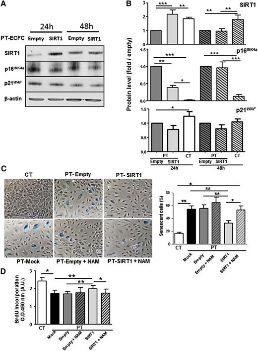 Figure 4. SIRT1 overexpression after transient transfection decreases senescence and restores cell proliferation. PT-ECFCs were untransfected (Mock), transiently transfected with pCMV-sport6 vector (Empty) or the pCMV-Sport6-SIRT1vector (SIRT1), and treated or not with NAM (1mM). (A) Transient overexpression of SIRT1 was monitored by western blot (upper panel) together with expression of p16INK4a and p21WAF. After 24 or 48 hours, cells were lysed and 30 µg of lysates were resolved on 4% to 12% SDS-PAGE gradient under reducing conditions. Blots were probed with anti-SIRT1,-p16 INK4a, -p21WAF polyclonal antibodies or with anti–β-actin polyclonal antibody as a loading control. (B) Fold induction of SIRT1, p16 INK4a, and p21 WAF expression in SIRT1-transfected PT-ECFCs compared with cells transfected with the empty vector at the same time point. Bars represent mean ± SEM of the relative intensities of 8 independents experiments. *P < .05; **P < .01; *** P < .001. (C) Two days after transfection, SA-β-gal staining was performed for evaluation of the senescent status (left panels). A representative image of CT-ECFCs is shown. Other images correspond to PT-ECFCs after different treatments (original magnification ×20; scale bar, 100 µm). SA-β-gal–positive cells were counted and presented as percentage of senescent cells per total cell number (Right panel). Data are means ± SEM of 12 independents samples. For each, experiments were carried in triplicate. *P < .05; **P < .01. (D) Proliferation rate was determined by BrdU incorporation assay after transient transfection in 7500 ECFCs. Results were expressed as arbitrary units of spectrophotometric measurements. Data are means ± SEM of 12 independent samples. For each, experiments were performed in triplicate. *P < .05; **P < .01.