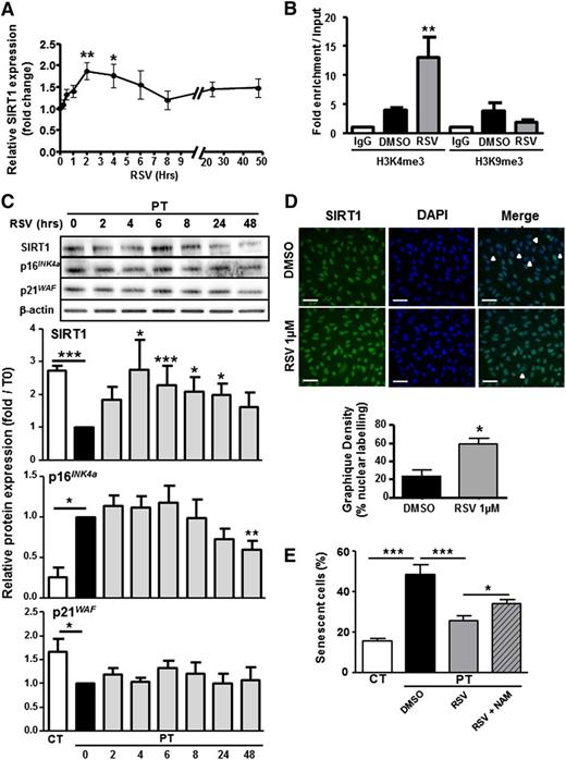 Figure 5. RSV reverts senescence by increasing SIRT1 expression. PT-ECFCs were treated with solvent alone (DMSO) or 1µM RSV for different times. (A) Time-dependent changes in the level of SIRT1 were determined by quantitative RT-PCR analysis on a Stratagen MX3000. Changes in SIRT1 mRNA were normalized to the housekeeping gene RPL13A, as described in “Patients, materials, and methods.” Results were expressed as fold induction of SIRT1 mRNA level in RSV-stimulated PT-ECFCs compared with DMSO-treated PT-ECFCs in 10 independent samples. Data are means ± SEM, *P < .05; **P < .01. (B) RSV- and DMSO-treated PT-ECFCs were analyzed by chromatin immunoprecipitation assays. Relative enrichment of 2 chromatin marks, H3K4me3 (active chromatin) and H3K9me3 (repressed chromatin) at the SIRT1 promoter was determined in PT-ECFCs by quantitative PCR after 48 hours of treatment and calculated as the ratio between bound sample and the input DNA (total DNA after crosslinking). Data are means ± SEM of 6 independent samples. Experiments were performed in triplicate. **P < .01. IgG, immunoglobulin G. (C) Time-dependent modulation in SIRT1, p16INK4a, and p21 WAF proteins in RSV-treated PT-ECFCs. Each whole-cell lysate (30 µg) was resolved on 4% to 12% SDS-PAGE gradient under reducing conditions. Blots were probed with anti-SIRT1, p16INK4a, p21WAF polyclonal antibodies or with anti–β-actin polyclonal antibody as a loading control. Staining intensity was measured by densitometry and normalized to β-actin. Results were expressed as fold induction of protein expression in RSV-stimulated PT-ECFCs compared with DMSO-treated PT-ECFCs. Bars represent mean ± SEM of the relative intensities in 12 independents samples. *P < .05; **P < .01; ***P < .001. (D) Immunofluorescence staining of RSV-treated or not PT-EFCFs after 48 hours for SIRT1 (green, left panels). Nuclei were counterstained with DAPI (blue). Representative images are shown from the 2 groups (original magnification ×20; scale bar, 50 µm). White arrows indicate low SIRT1 staining. Bars represent means ± SEM of the number of cells with SIRT1 nuclear staining relative to the total cell number.* P < .05. (E) After 48 hours of DMSO or RSV treatment, in the presence or absence of 1mM NAM, SA-β-gal staining of PT-ECFCs was performed for evaluation of the senescence status. The SA-β-gal–positive cells were counted and presented as percentage of the total cells. Data are means ± SEM of 10 independents samples. For each, experiments were carried in triplicate.*P < .05; ***P < .001.