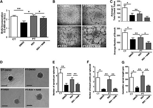 Figure 6. RSV restores proliferation and angiogenesis of PT-ECFC in vitro in a SIRT1-dependent manner. ECFCs were used at passage 3. (A) Proliferation rate determined by BrdU incorporation assay in 7500 ECFCs after 72 hours of treatment with 1µM RSV. Results were expressed as arbitrary units of spectrophotometric measurements. Data are means ± SEM of 12 independent samples in experiments performed in triplicate. *P < .05, **P < .01. (B) Representative experiment of capillary tube formation by ECFCs from CT or PT-neonates treated with 1µM RSV, in the presence or not of 1mM NAM. A total of 20 000 ECFCs per well were seeded on growth factor-reduced Matrigel. Tube formation was analyzed 6 hours later on a phase-contrast microscope (original magnification ×4). (C) Quantitative analysis of total closed tubes (top panel) and branches (bottom panel) after 6 hours of treatment. Data are means ± SEM of 12 independent samples in experiments performed in triplicate. *P < .05, **P < .01 . (D) Representative experiment of three-dimensional in vitro angiogenesis assay with collagen gel-embedded spheroids of PT-ECFCs treated with RSV (1µM), in the presence or not of 1mM NAM and CT-ECFCs (original magnification ×20; scale bars, 100µm). (E) Quantification of the number of sprouts per spheroid. (F) Quantification of the number of branch points per spheroid. (G) Quantification of the cumulative sprout length per spheroid. (E-G) For each experiment, sprouts from 20 spheroids were counted. Data are means ± SEM of 12 independent samples from experiments performed in duplicate. *P < .05; **P < .01; ***P < .001.