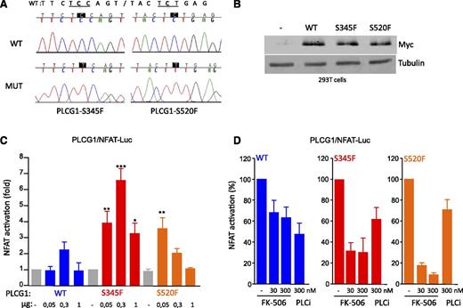 Figure 2. PLCG1 mutants found in CTCL activate calcineurin/NFAT signaling. (A) Sanger DNA sequences corresponding to the human PLCG1 wild-type construct (upper) and the generated mutant -S345F and -S520F counterparts (lower). (B) Western blot from total HEK293T-cell lysates using anti-Myc (Covance) and anti-tubulin. Cells were grown in 6-well plates and transfected with PLCG1-Myc-WT (WT), PLCG1-Myc-S345F (S345F), and PLCG1-Myc-S520F (S520F) (1 µg each). The figure shows a representative experiment. (C) Luciferase assay in HEK293T cells grown in 24-well plates and cotransfected with NFAT-Luc (0.1 µg)/pRL-Null (0.05 µg), together with the indicated amount of each PLCG1 DNA construct. Before analysis, cells were starved overnight. *P < .05; **P < .01; ***P < .001. (D) HEK293T cells were handled as described earlier but use the best conditions for each PLCG1 DNA construct. Cells were serum-starved and incubated with the indicated amount of the inhibitors FK-506 and PLCi for 6 hours. N = 3; error bars indicate SEM.