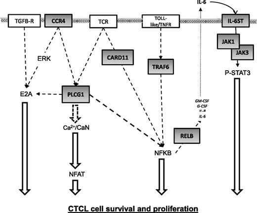 Figure 4. A CTCL signaling network affected by somatic mutations. Schematic representation showing key T-cell signaling pathways harboring by mutations in this study. These signaling pathways are tightly regulated and can be activated by downstream signals elicited by the interaction at the extracellular membrane of soluble ligands or cell antigens with their cognate receptors, such as TCR, CCR4, TGFB-R, TLRs, and IL6-ST. These have been shown to potentiate the activity of transcription factors such as E2A, NFAT, NFkB, and STAT3, which, in turn, have been shown participate in essential T-cell activities including cell proliferation and survival, as well as differentiation processes toward the acquisition of specific T cell lineages. For clarity, only a selection of the genes found to be mutated in our study are highlighted (gray rectangles) and represented in the scheme in which we think they can participate in this T-cell signaling network.