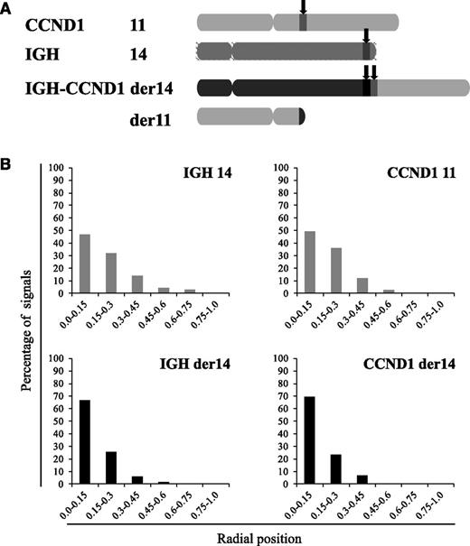 Figure 1. Repositioning of IgH and Ccnd1 in MCL cells. FISH was performed on 3-dimensionally preserved Granta-519 cell nuclei to reveal the IgH and Ccnd1 alleles. (A) Schematic representation of the chromosomes involved in the t(11;14) translocation in MCL cells and localization of the IgH and Ccnd1 probes used. (B) Distribution of the translocated (der14) and nontranslocated IgH and Ccnd1 alleles according to their radial positioning in Granta-519 cell nuclei. Distances were measured as described in Materials and methods. Histograms represent the percentage of FISH signals in the nuclear space with the range 0.0 to 0.15 corresponding to the centermost fraction of the nucleus and 0.75 to 1 to its periphery. Each graph represents a minimum of 120 FISH signals.