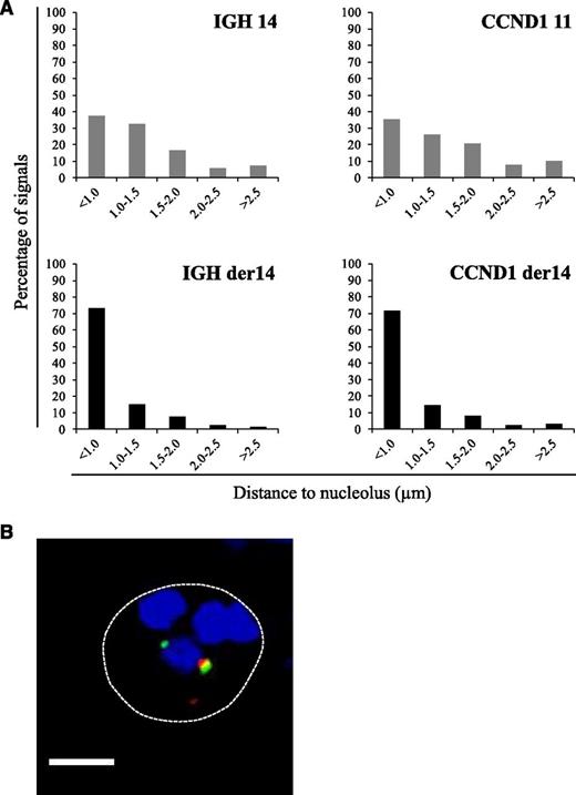 Figure 2. Perinucleolar relocalization of the der14 IgH and Ccnd1 alleles in the MCL Granta-519 cell line. The IgH and Ccnd1 alleles and nucleoli were revealed by immuno-FISH. (A) Distances to the closest nucleolus measured as described in Materials and methods for a minimum of 120 FISH signals. (B) A representative image of double-labeled DNA FISH in Granta-519 cell line. IgH is green, Ccnd1 is red, and nucleolus (B23) is blue. Scale bar represents 5 µm.