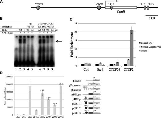 Figure 5. CTCF- and LR1-binding sites in the Ccnd1 gene. (A) Schematic representation of putative CTCF- and LR1-binding sites within and around the Ccnd1 gene. (B) Gel retardation assay using a labeled oligonucleotide corresponding to the CTCF2 sequence. dI/dC, unlabeled nonspecific competitor; FII, canonical CTCF site34; NPE, nuclear protein extract prepared from HeLa cell nuclei. CTCF2 and CTCF26 indicate unlabeled oligonucleotides tested for their capacity to compete for labeled CTCF2. The arrow points to the position of the CTCF2-specific band. (C) CTCF binding in vivo. ChIP was performed on Granta-519 cells and normal lymphocytes using anti-CTCF dark and light gray bars, CTCF (Ab) or a nonspecific antibody (black bars, ctrl IgG). The precipitated DNA fragments were analyzed by quantitative PCR using primers for amplification of sequences located ∼70 kb centromeric to the Ccnd1 gene or within its exon 4, neither being recognized by CTCF (immunoprecipitation negative controls, “ctrl” and “Ex4”); for CTCF26 and CTCF2, the 2 potential CTCF binding sites identified in Ccnd1. Error bars represent the standard deviation between duplicates within the same experiment. (D) LR1-binding sites in the Ccnd1 gene as transcriptional enhancers. The transcriptional activity of the 3 potential LR1-binding sites identified in the Ccnd1 gene was tested in HeLa cells 48 hours after transfection. The enhancer strength was quantified relative to the luciferase activity generated with the reference SV40 promoter.