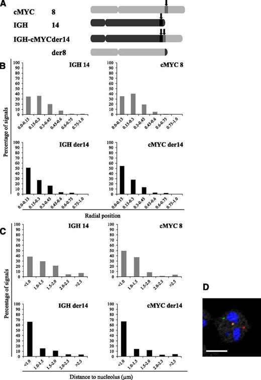 Figure 7. Radial localization and distances to closest nucleolus for IgH and c-myc loci in the Raji BL cell line. (A) Schematic representation of the chromosomes involved in the t(8;14) translocation in the Raji BL cell line and localization of the IgH and c-myc probes used. (B) Distribution of the translocated (IgH – c-myc der14) and nontranslocated (IgH 14 and c-myc 8) IgH and c-myc alleles according to their radial positioning in Raji cell nuclei. Distances were measured as described in Materials and methods. Histograms represent the percentage of FISH signals in the nuclear space with the range 0.0 to 0.15 corresponding to the centermost fraction of the nucleus and 0.75 to 1 to its periphery. Each graph represents a minimum of 115 FISH signals. (C) Perinucleolar relocalization of the der14 IgH and c-myc alleles in the BL Raji cell line. The IgH and c-myc alleles and nucleoli were revealed by immuno-FISH. Distances to the closest nucleolus were measured as described in Materials and methods for a minimum of 115 FISH signals. (D) A representative image of double-labeled DNA FISH in RAJI cell line. IgH is green, c-myc is red, and nucleolus (B23) is blue. Scale bar represents 5 µm.