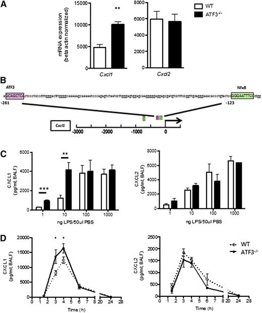 Figure 1. ATF3 regulates LPS-induced airway CXCL1 production. (A) WT (white bars) and ATF3−/− (black bars) mice were challenged i.t. with 10 ng LPS and lavaged 4 hours later. Following lavage, the left upper lung lobes were removed for mRNA quantification by qRT-PCR for (left) Cxcl1 or (right) Cxcl2. Representative of a single experiment, N = 3 to 5 mice/group. (B) The −3-kb region of the Cxcl1 promoter was analyzed using online TESS software to identify the putative ATF3 binding sequence GCA CGT CA (pink box), as well as known NF-κB binding sites (green boxes). (C) WT (white bars) and ATF3−/− (black bars) mice were challenged i.t. with increasing doses of LPS. After 2 hours, lungs were lavaged, and cell-free supernatants were analyzed by ELISA for (left) CXCL1 or (right) CXCL2. Representative of 3 experiments, N = 2 to 9 mice/group. (D) WT (dotted lines) and ATF3−/− (solid lines) mice challenged i.t. with 10 ng LPS were lavaged at the indicated times to evaluate (left) CXCL1 or (right) CXCL2 production by ELISA. Representative of 7 experiments; N = 3 to 7 mice/group. Statistics are unpaired 2-tailed Student t test compared with WT control. Data are mean ± standard error of the mean (SEM). *P < .05, **P < .01.