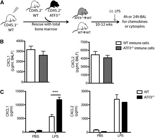 Figure 2. Lung parenchymal cells, not recruited hematopoietic cells, are essential to ATF3 regulation of chemokine production. (A) BM transplantation schema. CD45.1+ WT mice were lethally irradiated and reconstituted with BM from CD45.2+ WT (white) or ATF3−/− (black) mice. Ten to 12 weeks after transplant, CD45.1+ WT mice with CD45.2+ WT (white) or ATF3−/− (gray) BM were used for experimentation. (B) LPS challenge (i.t.) and BAL fluid determination of (left) CXCL1 or (right) CXCL2 by ELISA at 4 hours in CD45.1+ WT mice reconstituted with CD45.2+ congenic WT (white bars) or ATF3−/− (black bars) BM cells. Pooled from 3 independent experiments; N = 19 to 20 ATF3−/− donor conditions and 14 to 15 WT donor conditions. Statistics are unpaired 2-tailed Student t test. (C) MTECs from WT (white bars) or ATF3−/− (black bars) mice were challenged apically with 10 ng/mL LPS for 18 hours. Basolateral media were then analyzed for (left) CXCL1 or (right) CXCL2 production by ELISA. Representative of 3 experiments; N = 2 to 3 wells/condition. Statistics are 2-way ANOVA with Bonferroni correction. Data are mean ± SEM. ***P < .001.