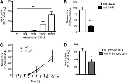 Figure 3. ATF3−/− neutrophil lung recruitment in impaired. (A) BAL fluid from WT mice challenged with increasing amounts of rCXCL1 i.t. were evaluated to determine neutrophil recruitment to the lung after 18 to 24 hours by microscopic evaluation of cytospins. Representative of 2 independent experiments, N = 3 to 5 mice/group. Statistics are 1-way ANOVA. (B) LPS (10 ng) and 50 μg isotype control (white bars) or neutralizing CXCL1 antibody (black bars), were coadministered i.t. to WT mice. Neutrophil content of BALF was determined as in A. Representative of 2 independent experiments; N = 3 to 5 mice/group. Statistics are unpaired 2-tailed Student t test. (C) WT (dotted lines) and ATF3−/− (black lines) mice were challenged i.t. with 10 ng LPS and neutrophils enumerated as in A. Representative of 8 independent experiments; N = 3 to 7 mice/group. (D) BM chimeras from Figure 2A were challenged and neutrophil recruitment determined as in A. Representative of 3 independent experiments; N = 14 to 16 mice/group. Statistics are unpaired Student 2-tailed t test. Data are mean ± SEM. *P < .05, ***P < .001.
