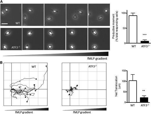Figure 4. ATF3−/− neutrophils exhibit a profound defect in directional motion. (A) Representative images (1 minute between each frame) of migrating (upper) WT or (lower) ATF3−/− neutrophils in a gradient of fMLP on uncoated surfaces in a Zigmond chamber. fMLP concentration increases from left to right. Images were captured every 5 seconds for 20 minutes at 37°C. Original magnification, ×100. The number of neutrophils able to move productively (20 μm from their starting position) is quantified at right. Images are representative of, and graph is pooled from, 4 independent experiments; N = 6 WT and 9 ATF3−/− independent acquisitions/experiment, and 20 to 100 neutrophils were evaluated/acquisition. Images were captured using a Zeiss Axiovert 200 microscope at 10×/0.3 NA objective, equipped with an ORCA-ER C4742-95 camera driven by Openlab (version 5.5.0) software. (B) Paths of migrating (left) WT and (right) ATF3−/− neutrophils were traced using ImageJ software. The schema represent cells moving in fMLP gradient over 20 minutes. The total distance traveled from the origin (net translocation) is quantified at right. Schema are representative of, and graph is pooled from, 3 independent experiments; N = 4 WT and 9 ATF3−/− independent acquisitions/experiment. Statistics are unpaired 2-tailed Student t test. Data are mean ± SEM. **P < .01, ***P < .001.