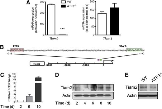 Figure 5. ATF3 regulates Tiam2 expression during neutrophil development. (A) RNA from WT (white bars) or ATF3−/− (black bars) neutrophils were analyzed by qRT-PCR for Tiam2 or Tiam1 expression. Representative of 3 independent experiments; N = 2 to 6 mice/genotype. Statistics are unpaired 2-tailed Student t test. (B) The −3-kb region of Tiam2 variant 1 (NM_011878) shown with the consensus ATF3 binding site TGA CGC CA (pink box) indicated relative to the known transcriptional activator NF-kB binding site (green box). (C) mRNA expression of Tiam2 during differentiation of WT myeloid progenitors (c-Kit+Lineage− BM cells) to mature neutrophils. Bar graph shows Tiam2 expression at indicated time in culture. (D) Immunoblot of Tiam2 protein expression during WT LK differentiation as in C. (E) Immunoblot of Tiam2 protein expression in WT and ATF3−/− neutrophils.