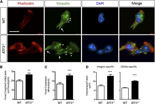 Figure 6. ATF3−/− neutrophils lacking TIAM2 exhibit dysregulated integrin-dependent cytoskeletal organization and adhesive structure regulation. (A) (Upper) WT or (lower) ATF3−/− neutrophils were allowed to adhere to uncoated glass slides and then stimulated with 10 μM fMLP and stained for polymerized F-actin by phalloidin-rhodamine and focal complexes (arrows) and focal contacts (arrowheads) by antivinculin-Alexa Fluor 488. Representative focal complex/contacts (green), polymerized F-actin (red), 4′6 diamidino-2-phenylindole–stained nuclei (blue), and merged immunofluorescent images are shown. Original magnification, ×630. Representative of 2 (vinculin) or 5 (phalloidin) independent experiments. Fluorescence images were captured at room temperature using a Leica DMI6000 fluorescence microscope at 63×/1.3 NA objective with an ORCA-ER C4742-95 camera driven by Openlab (version 5.5.0) software. Total (B) area and (C) numbers of vinculin-containing focal structures quantified from A for WT (white bars) or ATF3−/− (black bars) fMLP-stimulated neutrophils. Representative of 2 independent experiments; N = 52 to 83 polarized, nucleus-containing neutrophils/genotype. (D) The total area of F-actin polymerization quantified from A for WT (white bars) or ATF3−/− (black bars) neutrophils stimulated by fMLP on (left) fibrinogen-coated or (right) uncoated glass slides. Representative of 3 independent experiments; N = 64 to 156 cells counted/genotype. Statistics are unpaired 2-tailed Student t test. Data are mean ± SEM. **P < .01, ***P < .001.