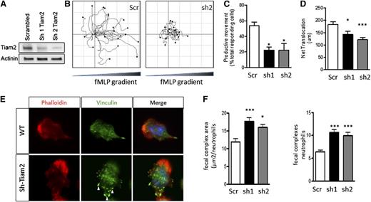 Figure 7. Tiam2 knockdown reproduces the ATF3−/− neutrophil phenotype in WT neutrophils. Tiam2 knockdown reproduces the ATF3−/− neutrophil phenotype in WT neutrophils. (A) TIAM2 shRNA knockdown with sequence 1 (sh1) or 2 (sh2) results in a significant reduction in TIAM2 protein expression by western blot in WT neutrophils compared with scrambled shRNA knockdown control. (B-D) Neutrophils transduced with scr (white), sh1 (black), or sh2 (gray) shRNA were placed in a Zigmond slide with chemoattractant gradient (10 nM fMLP) established to the right. Images were captured using a Zeiss Axiovert 200 microscope at 10×/0.3 NA objective, equipped with an ORCA-ER C4742-95 camera driven by Openlab, version 5.5.0 software. (B) Individual paths were traced using Image J software. Cells generating (C) productive (>20 μm) movement and (D) net distance traveled in microns were quantified. (E-F) Transduced neutrophils as in C were allowed to adhere to uncoated glass slides and then stimulated with 10 μM fMLP. Focal complexes and contacts were determined by vinculin-Alexa-fluor 488 stain as in Figure 6. Fluorescence images were captured at room temperature using a Leica DMI6000 fluorescence microscope at 63×/1.3 NA objective with an ORCA-ER C4742-95 camera driven by Openlab, version 5.5.0 software. Representative images in E and focal complex quantification in F. Results are from independent experiments: (C) N = 2 to 4 independent acquisitions, (D) N = 13 to 22 cells counted/genotype, and (E-F) N = 38 to 60 cells analyzed/genotype. Statistics are 1-way ANOVA with asterisks indicating differences compared with scr control using Dunnett’s multiple comparison post-test. Data are mean ± SEM. *P < .05, ***P < .001.