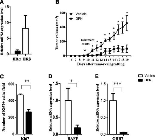 Figure 2. The selective ERβ agonist DPN inhibits growth of Granta-519 MCL tumors in vivo. (A) The expression of ERα and ERβ mRNA in Granta-519 MCL was measured by quantitative real-time PCR. (B) Male NOD-SCID mice were subcutaneously grafted with 15 × 106 Granta-519 MCL cells. Starting from day 9 after tumor cell grafting, animals were treated subcutaneously daily with the ERβ-selective agonist DPN (12.5 μmol/kg per day) (▪) or vehicle (●). Both groups consisted of 5 mice. (C) Ki67 expression in sectioned Granta-519 MCL tumors from mice was significantly lower in tumors from mice treated with DPN than in those from vehicle-treated control mice. Treatment with DPN also inhibited the expression of BAFF (D) and GRB7 (E) in Granta-519 MCL lymphomas. For vehicle vs DPN: *P < .05, **P < .01, and *** P < .001. Data are representative of at least 2 independent experiments.