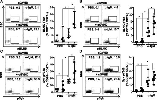 Figure 3. BCR-driven phosphorylation of BLNK is increased in CD27+ and CD27− B cells from patients with cGVHD. Phosphorylation of BLNK (tyrosine 84) and Syk (tyrosine 348) in CD27+ and CD27− B cells (CD20+) stimulated with α-IgM (5 μg/mL) or PBS as a control as indicated for 5 minutes. (A) (Left) representative dot plots of pBLNK in CD27+ B cells from a patient (upper) without cGVHD (−cGVHD) and (lower) with cGVHD (+cGVHD). Numbers indicate frequency of CD20+ CD27+ B cells that are pBLNK+. (Right) Frequency of BLNK phosphorylation in CD27+ B cells quantified in patients without cGVHD (n = 6, open circles) and with cGVHD (n = 5, filled squares). Data are median ± range pooled from 2 independent experiments, *P < .05. (B) (Left) Representative dot plots of pBLNK in CD27− B cells from a patient (upper) without cGVHD (−cGVHD) and (lower) with cGVHD (+cGVHD). Numbers indicate frequency of CD20+ CD27− B cells that are pBLNK+. (Right) Frequency of BLNK phosphorylation in CD27− B cells quantified in patients without cGVHD (n = 7, open circles) and with cGVHD (n = 6, filled squares). Data are median ± range pooled from 2 independent experiments, *P < .05. (C) (Left) Representative dot plots of pSyk in CD27+ B cells from a patient (upper) without cGVHD (−cGVHD) and (lower) with cGVHD (+cGVHD). Numbers indicate frequency of CD20+ CD27+ B cells that are pSyk+. (Right) Frequency of Syk phosphorylation in CD27+ B cells quantified in patients without cGVHD (n = 6, open circles) and with cGVHD (n = 5, filled squares). Data are median ± range pooled from 2 independent experiments, *P < .05. (D) (Left) Representative dot plots of pSyk in CD27− B cells from a patient (upper) without cGVHD (−cGVHD) and (lower) with cGVHD (+cGVHD). Numbers indicate frequency of CD20+ CD27− B cells that are pSyk+. (Right) Frequency of Syk phosphorylation in CD27− B cells quantified in patients without cGVHD (n = 7, open circles) and with cGVHD (n = 6, filled squares). Data are median ± range pooled from 2 independent experiments, *P < .05.
