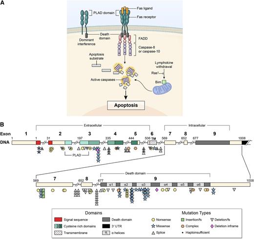 Figure 1. Signal transduction by the FAS receptor whose gene is mutated in ALPS as detailed in the Introduction. (A) Schematic of the signaling complex formed after the engagement of FAS by FAS ligand that leads to apoptosis. Shown at the top left is an example of a mutant FAS receptor chain lacking the death domain bound to a wild-type chain through the PLAD, which prevents it from signaling causing dominant interference. (B) Diagram showing the intron-exon structure of the FAS gene with delineation of exons coding for the extracellular, transmembrane, and intracellular portions of the protein incorporating the death domain and the location and types of mutations associated with ALPS-FAS. It is notable that R250 in the α2 helical region of the death domain is the most frequently altered residue and exhibits haploinsufficiency due to reduced Fas surface expression, as well as dominant interference.22,23