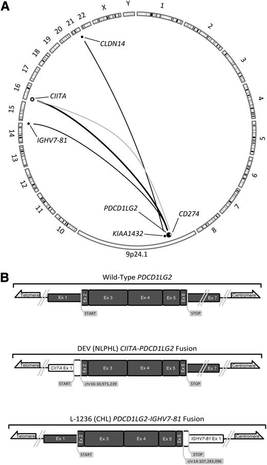 Figure 2. A summary of known translocations involving the 9p24.1 locus in PMBCL and 2 novel fusion transcripts. (A) Translocations involving CD274 are depicted in gray, whereas those that are involved or situated downstream from PDCD1LG2 are depicted in black. Dot size and adjoining line thickness qualitatively depict the number of cases involving those loci; the CIITA-PDCD1LG2 line represents 4 cases. Three of the 6 depicted translocations are novel, PDCD1LG2-IGHV7-81, CIITA-PDCD1LG2, and KIAA1432-CLDN14. (B) Sanger-validated fusion transcripts involving PDCD1LG2; all 7 exons of PDCD1LG2 are depicted in dark gray and are in scale to one another. Known and suspected protein coding regions are drawn with a greater exon width.