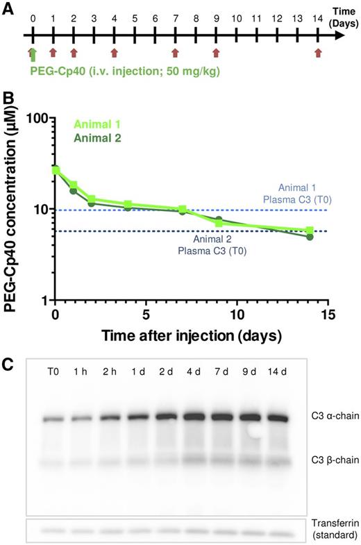 Figure 3. Pharmacokinetic evaluation of PEG-Cp40 in NHPs. (A) Dose scheme for PEG-Cp40 administration: a single dose of 200 mg PEG-Cp40 was injected intravenously into 2 cynomolgus monkeys at time 0 (green arrow) and blood samples were drawn at various time points (red arrows). Given the size difference between Cp40 (1.7 kDa) and PEG-Cp40 (∼40 kDa), the selected dose corresponds to ∼2 mg of active peptide per kg. (B) Monitoring of PEG-Cp40 plasma concentrations as determined by ultra performance liquid chromatography-high definition mass spectrometry (after fragmentation using subtilisin-A and SPE). Baseline levels of plasma C3 (measured by ELISA in T0 sample) are depicted as dotted lines for each animal. Note that the 1 and 2 hour postinjection blood draws were not included in this analysis. (C) Change of plasma C3 levels during the treatment with PEG-Cp40; western blot analysis after 10% sodium dodecyl sulfate-polyacrylamide gel electrophoresis (reducing conditions) was performed with plasma samples collected at different time points and a polyclonal C3 antibody was used for detection (top). Although the antibody recognized both chains of C3, the reactivity with the α-chain was generally higher. Plasma levels of an unrelated protein (transferrin) were used as an internal control on the same membrane after stripping and reprobing with a transferrin antibody (bottom). Panel shows a representative blot from at least 2 independent analyses of samples from 2 animals each.