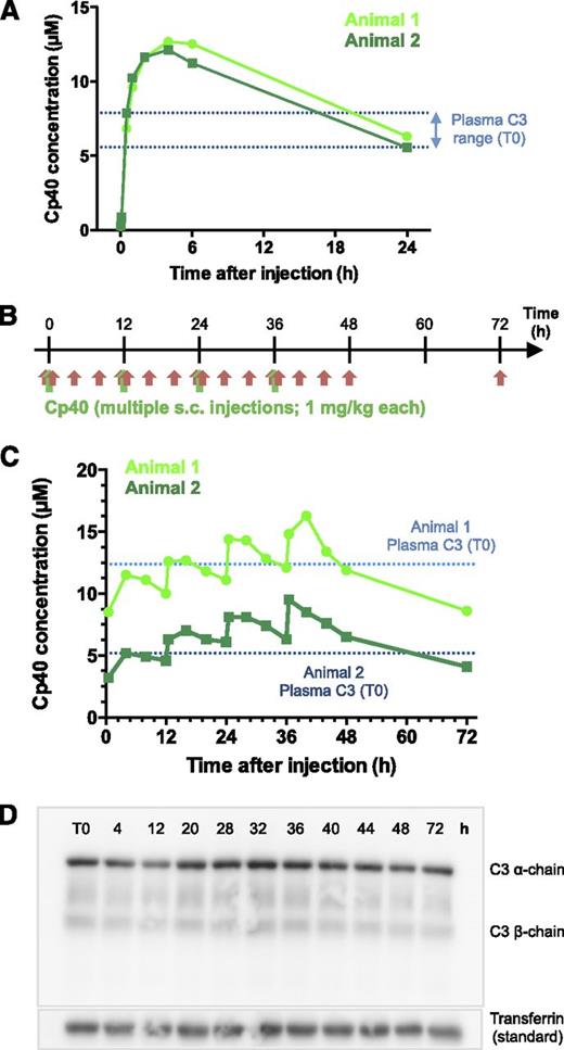 Figure 4. Subcutaneous administration of Cp40 in NHPs. (A) Pharmacokinetic profile of Cp40 in plasma samples collected 2, 5, and 30 minutes and 1, 2, 4, 6, and 24 hours after a single subcutaneous injection (2 mg/kg) in cynomolgus monkeys. Baseline levels of plasma C3 (measured by ELISA) are depicted as dotted lines for each animal. (B) Dose scheme for optimized Cp40 administration study: 4 doses of Cp40 (1 mg/kg each) were injected subcutaneously into 2 cynomolgus monkeys at a time interval of 12 hours (green arrows) and blood samples were collected 30 minutes, and 4, 8, and 12 hours after each injection, with an additional collection 72 hours after the start of the experiment (red arrows). (C) Monitoring of Cp40 plasma concentrations as determined by ultra performance liquid chromatography-high definition mass spectrometry (after SPE). Baseline levels of plasma C3 (measured by ELISA in T0 sample) are depicted as dotted lines for each animal. The dependence of the Cp40 concentration profiles on the baseline C3 level of each animal is expected to be caused by target-dependent elimination kinetics, as suggested in previous studies.18 (D) Plasma levels of C3 (top) and transferrin (internal standard; bottom) during the treatment with Cp40 as determined by western blot analysis (in analogy to Figure 3C). Panel shows a representative blot from at least 2 independent analyses of samples from 2 animals each.