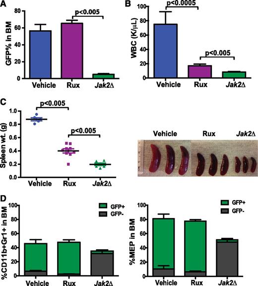Figure 3. Deletion of Jak2 is more effective than JAK inhibitor therapy at reducing disease burden. MPLW515L-transduced mice were treated with vehicle, 60 mg/kg ruxolitinib or pI:pC to excise Jak2. (A) Deletion of Jak2 led to significant reduction in mutant allele burden in BM as compared with inhibitor treatment (P < .005). It also resulted in further decrease in (B) blood counts and (C) spleen size in Jak2-deleted mice compared with mice that received ruxolitinib alone (P < .005). (D) Loss of JAK2 also leads to reduction in MEP and CD11b+Gr+ proportions with a dramatic decrease in the contribution of mutant (GFP+) cells. (Data are represented at mean ± SEM; vehicle, n = 5; Rux, n = 9; Jak2 deleted, n = 6).