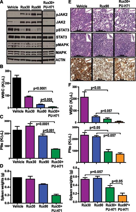 Figure 4. Combination of JAK2 and HSP90 inhibition is more efficacious than JAK inhibitor monotherapy. (A) Combination of ruxolitinib and PU-H71 resulted in JAK2 degradation and inhibition of downstream signaling in splenocytes of MPLW515L-transduced mice (all lanes were run on the same gel). After 2 weeks of drug treatment, the ruxolitinib and PU-H71 combination arm had significantly lower (B) WBC and (C) Plt compared with ruxolitinib alone (P < .0001, n = 10). (D) Spleen size in the combination arm was also lower. (E) Improved histopathology and reduction in BM fibrosis in mice treated with combination of JAK and HSP90 inhibitors. (F) After 4 weeks of drug treatment, the combination group that had ruxolitinib dose increased to 90 mg/kg for 2 weeks (Rux90*+PU-H71) had lowest blood counts and spleen sizes compared with ruxolitinib alone. (Data are represented at mean ± SEM; n = 4).