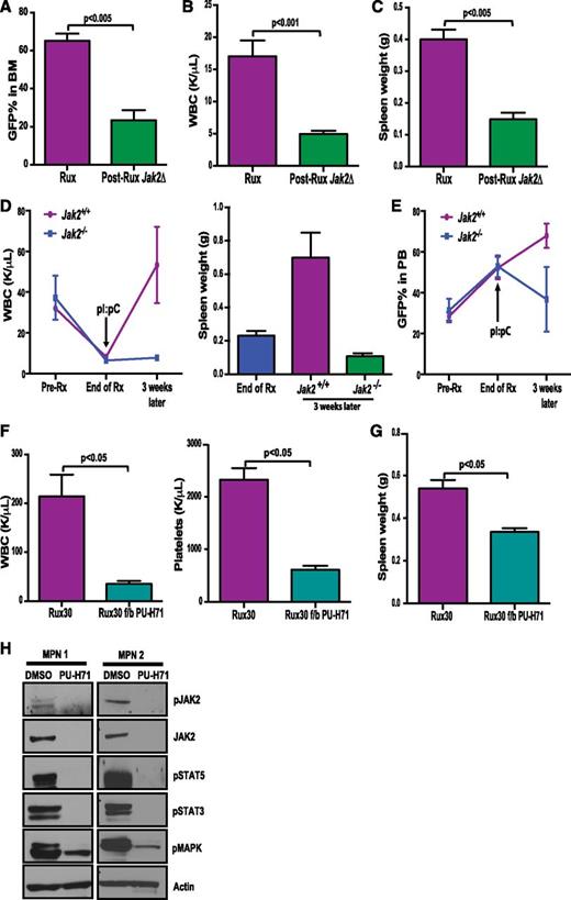Figure 5. Genetic loss or pharmacologic degradation of JAK2 subsequent to JAK inhibitor monotherapy can overcome persistence. Deletion of Jak2 following 2 weeks of ruxolitinib treatment resulted in reduction of (A) mutant allele burden (P < .005), (B) bloods counts (P < .001), and (C) spleen weights (P < .005) compared with mice that continued to receive ruxolitinib. (Rux, n = 9; Jak2 deleted, n = 6). Deletion of JAK2 after long-term (5 weeks) of ruxolitinib treatment prevents disease relapse following cessation of treatment by reducing (D) WBC and spleen weights as well as (E) mutant allele burden in Jak2-deleted mice (n = 3). (F) Addition of PU-H71 to ruxolitinib monotherapy resulted in significant reduction in blood counts. (G) Spleen sizes were further reduced by PU-H71 therapy (P < .05, n = 4). (Data are represented at mean ± SEM). (H) Mononuclear cells from ruxolitinib-treated MPN patients were isolated and treated with 0.5 μM PU-H71 for 16 hours, which led to inhibition of JAK2 and downstream STAT-MAPK signaling.