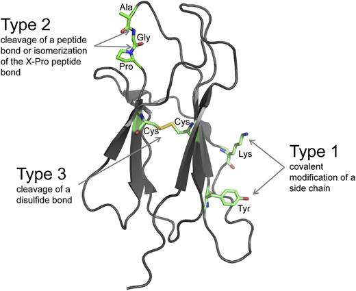 Figure 1. The 3 fundamental types of posttranslational modifications. The ribbon structure of a model protein is shown. The amino acid side chains and the peptide and disulfide bonds that bind the polypeptide backbone can be posttranslationally modified. Type 1 modifications are covalent additions of a molecule to an amino acid side chain. The side chains of 15 of the 20 common amino acids of proteins can be covalently modified in reactions that usually involve an enzyme and a cosubstrate.1 The lysine and tyrosine side chains are shown. The most frequent Type 1 modification in humans is phosphorylation of tyrosine. Type 2 modifications are hydrolytic cleavage or isomerization of certain peptide bonds. Hydrolytic cleavage is catalyzed by proteases, which are tightly regulated in space and time because the cleavage is irreversible. Isomerization of the peptide bond on the C-terminal side of proline residues is catalyzed by peptidyl prolyl cis-trans isomerases. Type 3 modifications are reductive cleavage of certain disulfide bonds, known as allosteric disulfides. Allosteric disulfide bonds control the function of the mature protein in which they reside by mediating a change when they are cleaved by oxidoreductases or by thiol-disulfide exchange.
