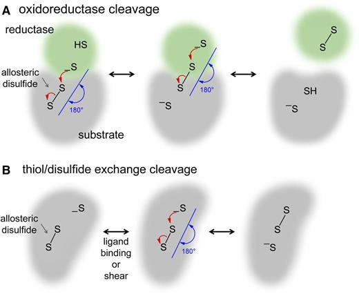Figure 2. Mechanisms of cleavage of allosteric disulfide bonds. Disulfide bond reduction occurs via a second-order nucleophilic substitution (SN2)-type reaction mechanism in which the 3 sulfur atoms involved must form an ∼180° angle. (A) For oxidoreductase cleavage, the active site sulfur ion nucleophile of the oxidoreductase (green) attacks 1 of the sulfur atoms of the allosteric disulfide bond (gray). The mixed disulfide that forms then spontaneously decomposes, releasing oxidized oxidoreductase and the substrate protein containing a reduced allosteric disulfide. (B) For thiol-disulfide exchange, the protein contains a sulfur ion nucleophile that is unreactive until a conformational change brings the sulfur ion in line with the allosteric bond, where it attacks 1 of the sulfur atoms of the disulfide, cleaving the bond. The conformational change can be mediated by ligand binding or by mechanical shear of the protein. Intramolecular cleavage is shown, but this can also occur intermolecularly.