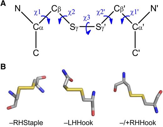 Figure 3. Configurations of allosteric disulfide bonds. (A) Classification of disulfide bonds based on their geometry.95,96 The geometry is defined by the 5 bond angles (χ angles) linking the 2 α-carbons of the cystine residue. Cα, main chain carbon atom; Cβ, side chain carbon atom of each cysteine residue. The χ angles are recorded as being either positive or negative. The 3 basic types of bond configurations (spirals, hooks, and staples) are based on the signs of the central 3 angles, and they can be either RH or LH depending on whether the sign of the χ3 angle is positive or negative, respectively. These 6 bond types expand to 20 when the χ1 and χ1′ angles are taken into account. (B) Examples of the structures of the emerging allosteric configurations: –RHStaple, –LHHook, and −/+RHHook.