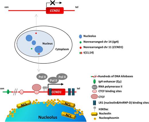 Model for CCND1 transcription activation proposed by Allinne and colleagues. In the schematic representation of the nucleus, the wild-type CCND1 is indicated in red and the IgH in green, whereas the der(14) corresponding to the translocated IgH-CCND1 allele (fusion of red and green signals) is located in the periphery of a nucleolus (dark blue). The t(11;14) shifts toward the nucleolus. The intact CCND1 allele, transcriptionally inactive, is represented in the upper part of the figure; the translocated CCND1 allele, transcriptionally active, is represented in the lower part. Several regions related with its activation are highlighted: the CCND1-binding sites for CTCF and LR1, the active acetylation marks in the promoter and the nucleolus close proximity, with abundant nucleolin, active PolII clusters and CTCF. Distant Eμ IgH enhancer is also indicated. cen, centromere; tel, telomere.