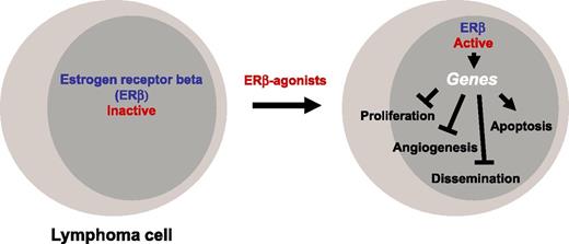 Effects of ERβ agonists on lymphomas.