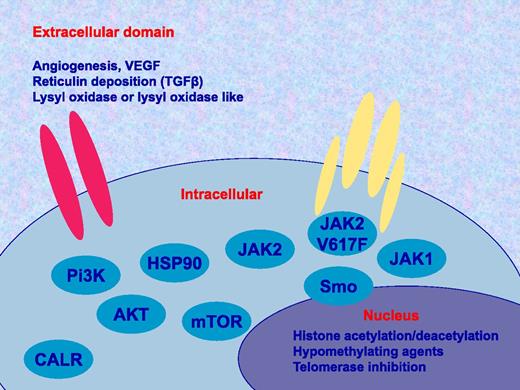 Potential therapeutic targets in MPN. There are many potential targets to study alone or in combination with JAK inhibitors such as ruxolitinib. These include in the extracellular domain angiogenesis or vascular endothelial growth factor (VEGF), transforming growth factor β (TGFβ), and lysyl oxidase or lysyl oxidase like; as well as cellular factors such as inhibitors specific for JAK2, V617F, JAK1, Hedgehog or smoothened (Smo) pathway, Pi3K/Akt/mTOR, HSP90, and calreticulin (CALR), in addition to drugs affecting histone acetylation, methylation of chromatin and the telomerase enzyme.