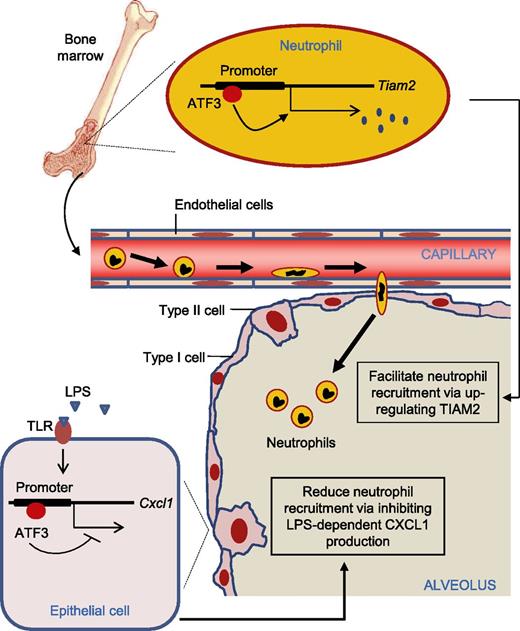 ATF3 inhibits LPS-dependent CXCL1 production by lung epithelia, which would tend to reduce neutrophil recruitment. On the other hand, neutrophils require ATF3 expression for normal and accurate migration, most likely through developmental regulation of TIAM2 expression, which would tend to facilitate neutrophil recruitment.