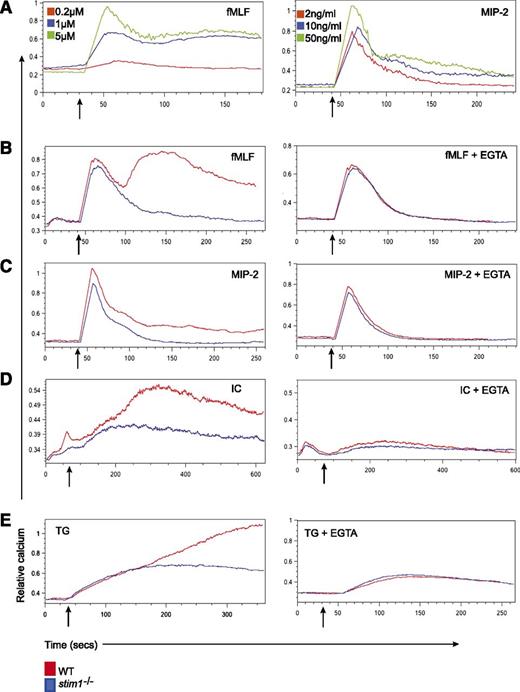 Figure 1. Stim1−/− neutrophils show defective SOCE in response to soluble agonists and thapsigargin. (A) WT neutrophils were labeled with Indo-1 AM and then stimulated with the indicated doses of fMLF (left panel) or MIP- 2 (right panel), and calcium flux was determined by flow cytometry. (B) WT and stim1−/− neutrophils were treated with 1 μM fMLP, 10 ng/mL MIP-2 (C), or 120 μg/mL bovine serum albumin/antibovine serum albumin immune complexes (IC) (D) in the absence (left panels) or presence (right panels) of 3 mM EGTA to chelate extracellular Ca2+. (E) WT and stim1−/− neutrophils were stimulated with thapsigargin (TG) (10 nM) in the presence (right panel) or absence (left panel) of 3 mM EGTA. Arrows indicate the addition of stimuli. Data are representative of at least 3 independent experiments.