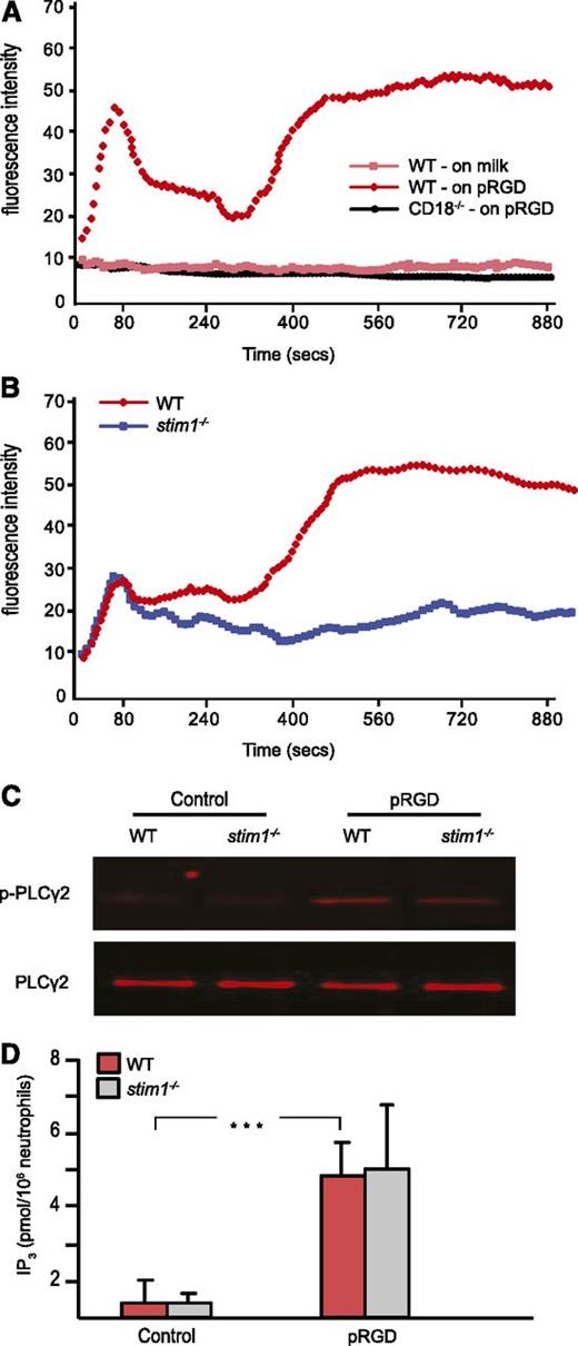 Figure 2. Stim1−/− neutrophils show defective SOCE in response to integrin-mediated adhesion. (A) WT or CD18–/– neutrophils were labeled with fluo-4 and then plated on pRGD-coated or 0.2% milk–coated plates, and the fluorescence was read by a Spectramax M5 reader every 6 seconds for 15 minutes. (B) WT and stim1−/− neutrophils were plated on pRGD-coated plates, and calcium flux was recorded. Cells in (A) and (B) were added at time 0. (C) Neutrophils from WT and stim1−/− littermate chimeras were plated on pRGD-coated plates for 15 minutes; adherent cells were lysed and the lysates were then immunoprecipitated with anti-PLCγ2 antibody followed by blotting with 4G10 antibody to detect p-PLCγ or total PLCγ antibody to normalize for protein levels. (D) Neutrophils from WT and stim1−/− littermate chimeras were plated on pRGD surfaces for 15 minutes and lysed; IP3 levels were then determined by HitHunter fluorescence polarization assay. ***P < .001. Data shown are representative of 3 to 4 independent experiments.