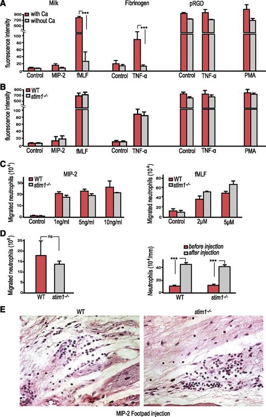 Figure 3. Stim1−/− neutrophils have normal adhesion and migration. (A) WT littermate chimera neutrophils (2 × 105 cells per well) were loaded with calcein AM plated on 0.2% milk– or different integrin ligand–coated plates in the presence of indicated stimuli with or without calcium for 15 minutes. Following 5 gentle washes, the fluorescence of the remaining adherent cells was determined. ***P < .001. (B) WT and stim1−/− chimera neutrophils (2 × 105) were plated on 0.2% milk– or different integrin ligand–coated plates, and adhesion was determined as above. (C) WT and stim1−/− neutrophils (106) were studied for chemotactic responses to MIP-2 (left) or fMLF (right) using 24-well transwell plates. The concentration of the stimuli in the lower wells is indicated. Migration was carried out for 45 minutes, and cells entering the lower chamber were counted by hemocytometer. (A-C) Data shown are representative of 3 to 4 independent experiments. (D) Left: WT and stim1−/− chimeras were injected intraperitoneally with 3% thioglycollate, and the number of neutrophils in peritoneal lavage fluid at 4 hours after injection was determined by flow cytometry (double staining for CD45.2/Gr-1). Right: peripheral blood was obtained from WT and stim1−/− chimeras at 4 hours following thioglycollate injection, and neutrophil counts were determined by using a HemaVet analyzer. Data shown are pooled from 2 independent experiments with at least 4 mice per experiment. (E) The footpads of either WT or stim1−/− chimeric mice were injected with 0.1 mL of 50 ng/mL MIP-2 and dissected 4 hours after injection and were formalin fixed and paraffin embedded. Tissue sections were stained with H&E. Photos are at ×40 magnification and are representative of 3 mice per group. ns, not significant.