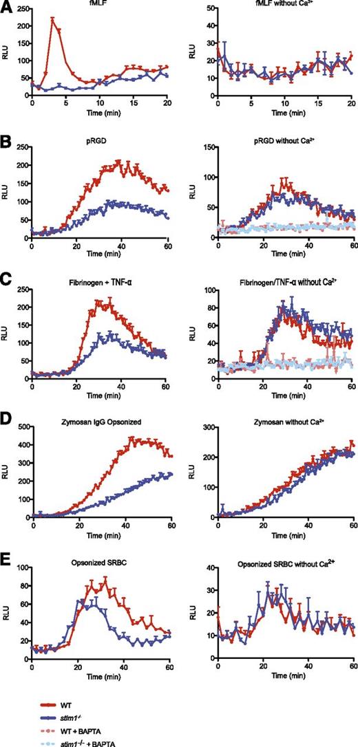 Figure 4. Stim1−/− neutrophils are defective in superoxide production. Superoxide production by WT and stim1−/− neutrophils was measured by luminol-based chemiluminescence in the presence (left panels) or absence (right panels) of extracellular calcium. (A) WT and stim1−/− neutrophils (2 × 105 cells per well) were plated in 96-well plates precoated with 0.5% milk (to block adhesion) in the presence of fMLF (10 μM), and luminescence was monitored in a Spectramax plate reader at 37°C over the indicated time period. Integrin-dependent ROS production was measured in plates coated with 15 μg/mL pRGD (B) or 150 μg/mL fibrinogen in the presence of 10 ng/mL TNF-α (C). The intracellular calcium chelator 1,2-bis(o-aminophenoxy)ethane-N,N,N′,N′-tetraacetic acid AM (10 μM) was added as indicated. FcγR-generated superoxide was measured by incubating WT and stim1−/− neutrophils with IgG-opsonized zymosan (D) or SRBCs with TNF-α priming (10 ng/mL) (E). Luminescence was monitored over the indicated time period. Data are mean (± standard deviation; n = 3 wells each) and are representative of at least 3 independent experiments. Statistical analysis at peak response was P < .001 between WT and stim1−/− cells in the presence of calcium.