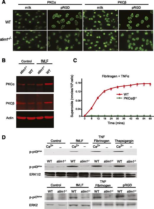 Figure 5. Stim1−/− neutrophils have defective activation of PKCα/β and fail to phosphorylate the p40phox subunit of the NADPH oxidase. (A) WT and stim1−/− neutrophils were plated onto milk- or pRGD-coated coverslips for 10 minutes, fixed, and then stained with anti-PKCα or anti-PKCβ antibodies. (B) Total cellular membranes were isolated from WT or stim1−/− neutrophils, either resting (control) or stimulated for 3 minutes with fMLF. Equal amounts of protein were electrophoresed and then immunoblotted with anti-PKCα, anti-PKCβ, or antiactin to verify equal loading. Immunoblots were imaged with a Licor system. (C) WT and PKCα/β−/− neutrophils were plated on fibrinogen in the presence or absence of TNF-α. Reduction of cytochrome C was determined in a Spectramax plate reader at 37°C. Statistical analysis at peak response was P < .001 between WT and PKCα/β−/− cells. (D) Upper panel: WT neutrophils in HBSS with or without Ca2+ were plated on 0.2% milk–coated plates with fMLF or on fibrinogen-coated plates with TNF-α or thapsigargin for 15 minutes. Total protein was immunoblotted with the phospho-specific anti-p40phox monoclonal antibody. Lower panels: WT or stim1−/− neutrophils were stimulated as indicated, and phosphorylation of the p40phox and p47phox proteins was determined. The same blot was reprobed with anti-ERK antibodies to verify equal loading. Immunoblots were imaged by electrochemiluminescence detection. Lanes shown for p47phox are from the same experiment but run on different gels. Data shown are representative of 2 to 4 independent experiments.