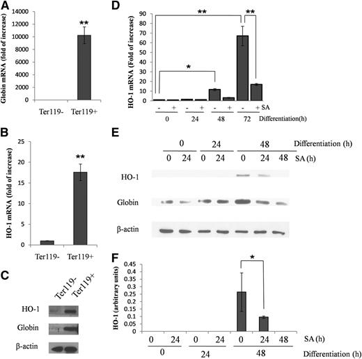 Figure 1. HO-1 and globin expression is increased in Ter119+ cells from mouse bone marrow and during the differentiation of FL cells. (A-B) Quantitative reverse transcriptase-polymerase chain reaction (qRT-PCR) of mouse bone marrow cells, sorted by their expression of Ter119, showing globin and HO-1 mRNA. (C) Western blot of HO-1 and globin protein of Ter119+/− cells. (D) qRT-PCR showing HO-1 mRNA levels in FL cells in a noninduced (0 hours) state or after their differentiation at the indicated time points. SA (0.4 µM), was added 24 hours before harvest. (E) Representative western blot of HO-1 and globin protein of FL cells in a noninduced (0 hours) state or after their differentiation at the indicated time points. (F) Densitometric analysis of HO-1 protein levels normalized to β-actin. Error bars of graphs represent standard deviation of 3 independent experiments (n = 3). *P < .05; **P < .001.