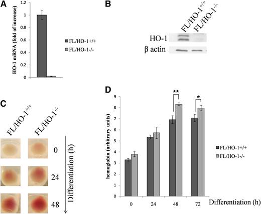 Figure 4. FL HO-1 knockout cells accumulate excess hemoglobin when induced to differentiate with EPO. FL cells were isolated from mouse embryos between days 12.5 and 13.5 and kept either in a nondifferentiated state (0 hours) or induced to differentiate during the indicated intervals. (A-B) FL/HO-1−/− cells do not express HO-1 at mRNA or protein levels as determined by qRT-PCR and western blot analysis, respectively. (C) The color of cell pellets demonstrates that FL/HO−/− cells exhibited a higher degree of redness than wild-type cells at 0 hours as well as at 24 and 48 hours of differentiation. (D) Measurement of hemoglobin levels in FL/HO-1−/− cells before and after differentiation. Error bars of graphs represent standard deviation of 3 independent experiments (n = 3). *P < .05; **P < .001.