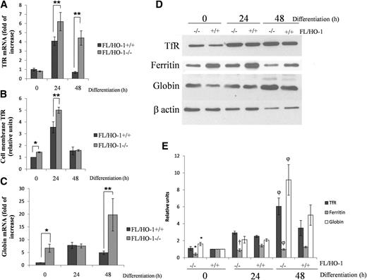 Figure 5. FL/HO-1−/− cells express higher levels of TfR and globin and contain less ferritin after EPO-induced differentiation. (A) qRT-PCR showing TfR mRNA levels in wild-type FL and FL/HO-1−/− cells. (B) Flow cytometry analysis showing cell membrane TfR levels of wild-type FL and FL/HO-1−/− cells at 0, 24, and 48 hours (h) of EPO-induced differentiation. (C) qRT-PCR showing globin mRNA levels in wild-type FL and FL/HO-1−/− at 0, 24, and 48 hours of EPO-induced differentiation. (D) Representative western blot showing TfR, ferritin, and globin protein levels of wild-type FL and FL/HO-1−/− cells at 0, 24, and 48 hours of EPO-induced differentiation. (E) Densitometric analysis of TfR, ferritin, and globin protein levels normalized to β-actin. *Statistical significance (P < .05) when compared with FL/HO-1+/+ cells at the time point 0 hours. †Statistical significance (P < .05) when compared with FL/HO-1+/+ cells at time point 24 hours. φStatistical significance (P < .05) when compared with FL/HO-1+/+ cells at time point 48 hours. Error bars of graphs represent standard deviation of 3 independent experiments (n = 3). **P < .001.