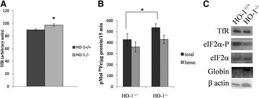 Figure 6. HO-1−/− reticulocytes express more TfR at the cell membrane, have higher iron uptake, and exhibit decreased levels of phosphorylated eIF2α. Wild-type (HO-1+/+) and HO-1 knockout (HO-1−/−) mice were injected with phenylhydrazine (25 mg/kg) for 3 consecutive days. After 2 days of rest, reticulocytes from HO-1+/+ and HO-1−/− mice were collected. (A) Flow cytometry analysis showing cell-membrane TfR levels of reticulocytes HO-1+/+ and HO-1−/− reticulocytes. (B) HO-1+/+ and HO-1−/− reticulocytes were incubated with 59Fe-Tf for 15 minutes, after which heme and non-heme fractions were isolated. (C) Representative western blot showing TfR, eIF2α-P, and globin protein levels of HO-1+/+ and HO-1−/− reticulocytes. Error bars of graphs represent standard deviation of 3 independent experiments (n = 3). *P < .05; **P < .001.
