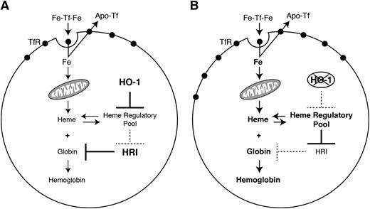 Figure 7. HO-1 controls heme regulatory pool in erythroid cells. (A) When overexpressed, HO-1 causes depletion of heme in the heme regulatory pool. This leads to a secondary decrease in TfR expression and iron uptake by the cell. Moreover, reduction in heme levels results in increased HRI activity that, in turn, represses globin translation. (B) On the other hand, when HO-1 is absent, an expansion of the heme regulatory pool results in a mainly transcriptional activation of TfR expression and an enhanced iron uptake by the cell. The increase in the heme levels also represses HRI activity, leading to augmented globin translation. Under physiological conditions, appropriate levels of HO-1 guarantee optimal hemoglobinization rates.