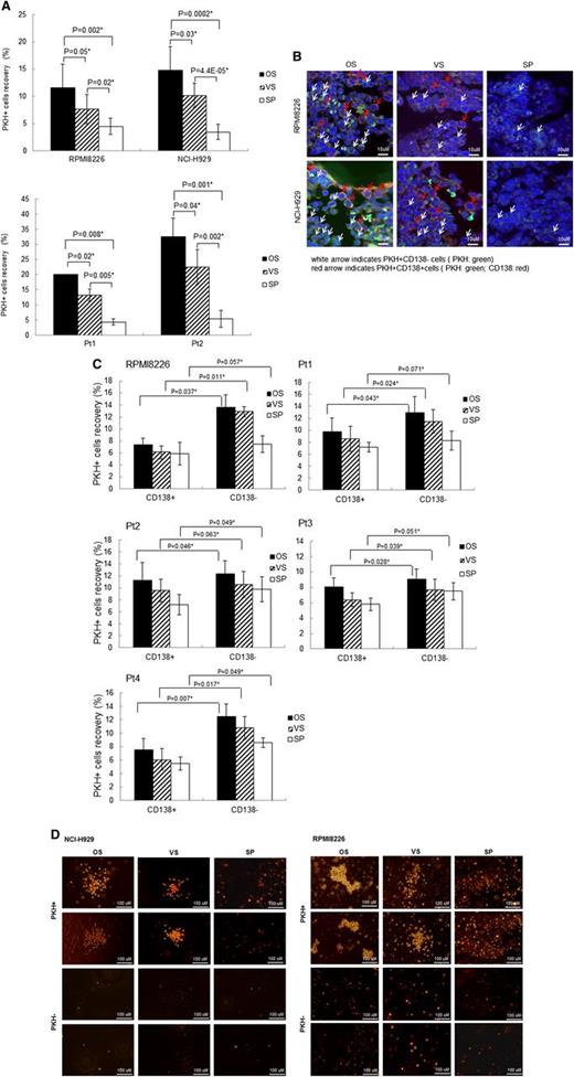 Figure 1. Quiescent PKH67+ MM cells prefer to reside within the osteoblastic niche in the bones. (A) MM cells (106 cells/mouse) were stained with PKH67 and were injected into lightly irradiated (225 cGy) NOD/SCID mice via intravenous (IV) injection. Before injection, all cells were analyzed using FACS to ensure that >99% of the cells were PKH+. The mice were then sacrificed after 48 hours, and the spleens and bones were isolated. Cells were isolated from the osteoblastic (OS) and VS niches of the bones as indicated in the supplemental Methods. The number of PKH+ cells was calculated based on FACS analysis, which was gated on the PKH67+ cells (excitation wavelength 490 nm and emission wavelength 502 nm), and unstained samples were used as negative controls. (B) Immunohistochemistry analyses confirmed the FACS analyses. Each slide was examined for the presence of CD138, PKH, and Draq5. Image acquisition for the CD138, PKH, and Draq5 staining of each slide was performed using the same parameters of the confocal microscope in sequential mode. (C) PKH+CD138– MM cells exhibited slightly higher engraftment rates in bones compared with CD138+ cells. The CD138+ and CD138– cells were separated from MM cells (4 patients and 1 cell line) and were stained with PKH, followed by transplantation into irradiated NOD/SCID mice. (D) PKH+ MM cells isolated from the OS niches of the bones form more colonies in PHA-LCM medium than cells isolated from other niches. PKH+ MM cells were sorted from different organs of the mice 48 hours post-transplantation. PKH+ cells isolated from OS niches formed more colonies than PKH+ or PKH– cells from other niches. In addition, the colonies formed from the PKH+ cells from VS niches (PKH+/VS) were composed of fewer cells compared with PKH+/OS cells. In addition, the shape of the colonies was not as distinguishable from the colonies formed by the PKH+/OS cells. Although some PKH+ cells reside in the spleen (PKH+/SP) 48 hours post-transplantation, those cells failed to form colonies. All samples were plated in triplicate. *P < .01.