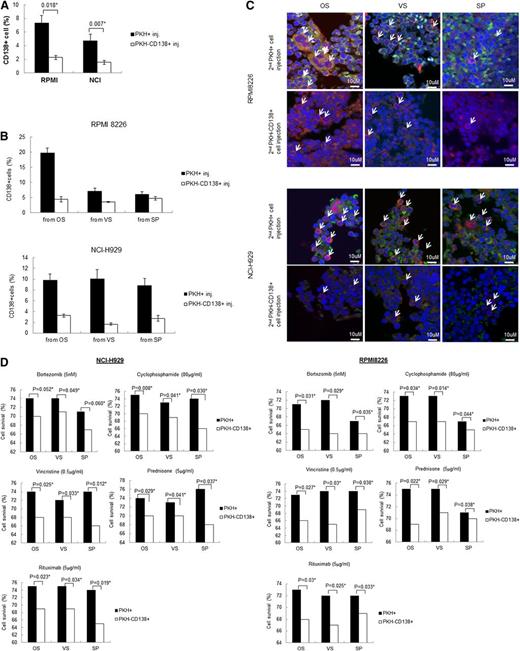 Figure 2. PKH+ cells from primary xenografts have a higher tumorigenic ability upon secondary transplantation. (A) PKH+ MM cells from primary mice xenografts showed higher engraftment rates in secondary recipient mice than cells isolated from other niches. PKH+ cells and PKH– (CD138+) cells were isolated from the spleen and the VS and OS niches of primary recipient mice 48 hours after transplantation. PKH– cells do not have markers to distinguish human cells from mouse cells; therefore, we isolated and sorted the PKH–CD138+ cells from the primary xenografts from the PKH– cells. These cells (5 × 104 cells/mouse) were then intravenously injected into irradiated secondary recipient mice and incubated for 3 months in vivo before sacrifice to evaluate engraftment. Tumor engraftment was analyzed using FACS against CD138 antibodies. (B) Detailed analysis of CD138+ engraftment levels analyzed in the OS niche, VS niche, and spleen. PKH+ or PKH–CD138+ cells from different niches of primary NOD/SCID mice were sorted and subsequently injected into secondary NOD/SCID mice. After 3 months, the secondary xenograft mice were sacrificed, and the spleens and bones were isolated. The cells from each niche were isolated and analyzed for CD138+ cell engraftment using FACS. Between 15 and 17 mice were analyzed for each niche, and the standard deviation was calculated accordingly. (C) Immunohistochemistry analyses confirmed the FACS data. Confocal microscopy was performed using different sections of paraffin-embedded organs. Each indicated organ was isolated from secondary xenograft NOD/SCID mice. PKH67+ cells are shown in green, CD138+ cells are shown in red, and the nucleus is shown in blue. This confocal staining is in accordance with the observations from the FACS analysis, mainly that the CD138+ engraftment was higher in secondary xenograft mice when cells from the osteoblastic or VS niches were injected. The spleens showed lower levels of CD138+ engraftment. (D) Cytotoxicity was assessed using the fluorometric cell viability assay CellTiter-Blue (Promega, Madison, WI). Sorted PKH+ and PKH–CD138+ cells (5 × 104) were incubated for the indicated times with the indicated drug doses for 24 hours. Cell viability was assessed based on the value of the fluorescent signal from the live cells with no drug treatments. The viabilities of the drug-treated cells were calculated based on a ratio of the fluorescent signal as shown in previous studies.7,8
