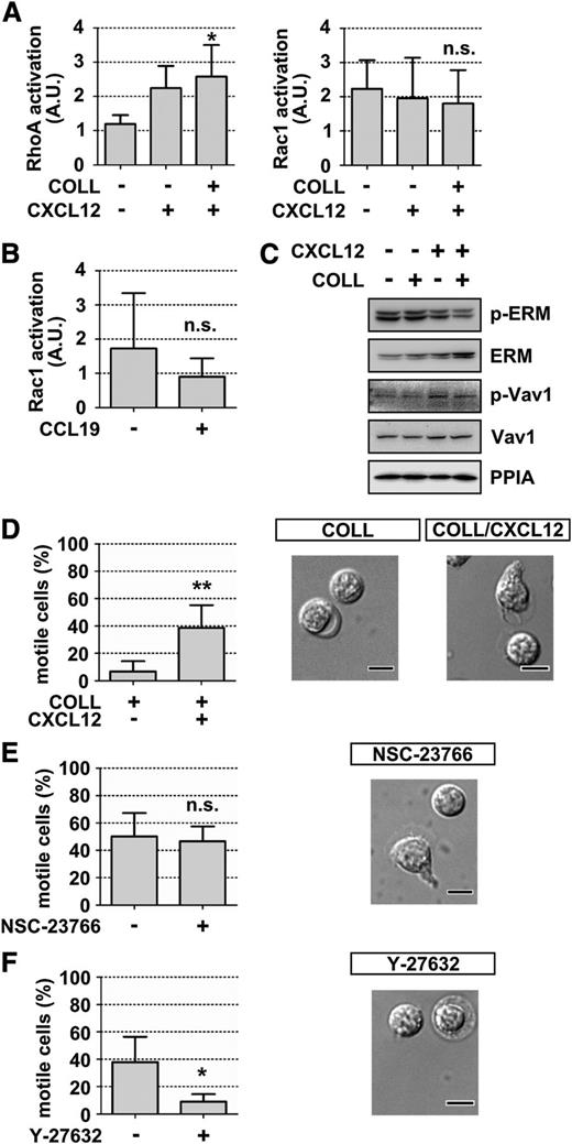 Figure 2. CXCL12-mediated CLL cell motility is dependent on a functional Rho/ROCK signal, whereas Rac is dispensable. (A) CLL cells were cultured on immobilized CXCL12 or collagen (COLL)/CXCL12, and activation of Rac1 (left) and RhoA (right) was analyzed (n = 4). (B) Rac1 activation in CCL19-treated CLL cells (n = 4). (C) Western blot analysis of phosphorylation of ezrin/radixin/moesin proteins and Vav1 from CLL cells cultured on immobilized CXCL12 or COLL/CXCL12. A representative blot out of 3 independent experiments is shown. (D) CLL cells were subjected to COLL with or without CXCL12, and cell motility was assessed using time-lapse videomicroscopy (n = 6) (left); a representative DIC image depicting the cell morphology also is shown (right). (E) CLL cells were pretreated with NSC-23766 before being subjected to COLL/CXCL12. CLL cell motility (n = 5) (left); a representative DIC image (right) also is shown. (F) CLL cells after pretreatment with Y-27632 before being cultured on COLL/CXCL12. CLL cell motility (n = 5) (left) and a representative DIC image (right). All data represent means ± SD. Scale bars represent 5 µm.