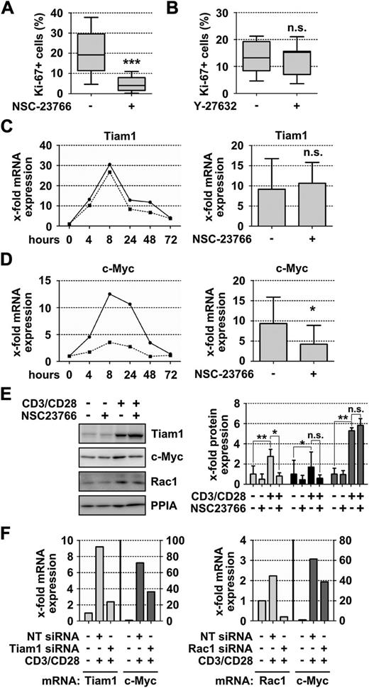 Figure 4. Autologous T-cell-mediated CLL cell proliferation is dependent on Rac. (A) Flow cytometric analysis of Ki-67-positive CLL cells after anti-CD3/CD28 bead-mediated activation with or without NSC-32766 (50 µM) pretreatment (n = 11). Data are presented in box plot format, whereas the 25th and 75th percentiles form the box, with the median marked as a line; the smallest and the largest observation form whiskers. (B) Ki-67-positive CLL cells after treatment with 10 µM Y-27632 (n = 7). (C) Relative Tiam1 gene expression in a time course experiment (left) and after 24 hours (n = 5) (right means ± SD). Dashed line, NSC-32766 treatment; solid line, control. (D) Relative c-Myc mRNA expression in a time course experiment (left) and after 24 hours (n = 5) (right means ± SD). Dashed line, NSC-32766 treatment; solid line, control. (E) Western blot analysis of Tiam1, Rac1, and c-Myc protein expression in activated and nonactivated CLL cells. Cyclophilin A (Peptidylprolyl isomerase A; PPIA) protein was used for normalization. A representative blot (left) and a densitometric analysis (right) of 3 independent experiments are shown (bars: c-Myc, light gray; Tiam1, dark gray; Rac1, black). (F) Relative mRNA expression of Tiam1 and c-Myc (left) or Rac1 and c-Myc (right) in activated CLL cells after cells were nucleofected with Tiam1-siRNA, Rac1-siRNA, or nontargeting control siRNA. One representative out of 3 independent experiments is shown.