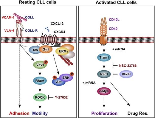 Figure 6. The proposed model for RhoA/ROCK-dependent cell motility and Rac-dependent proliferation and chemoresistance in CLL. Resting, nonactivated CLL cells arrest in a RhoA/ROCK- and Rac-independent, but CXCL12-mediated, manner to VCAM-1 under shear flow. Furthermore, we observed a Gαi-, src-, and ROCK-dependent random motility of resting CLL cells on COLL/CXCL12 substrates under shear-free conditions. On their activation by T cells, we noticed a CD40-mediated transcriptional upregulation of Rac1 and Tiam1 in CLL cells, as well as Rac-dependent c-Myc transactivation and cell proliferation. Furthermore, T-cell-mediated CLL cell activation leads to a Rac-dependent resistance toward fludarabine. Dashed lines, an unknown signaling pathway; <mRNA, transcriptional regulation; COLL-R, collagen-receptor; VLA-4, integrin α4/β1 (very late antigen 4); Drug Res., drug resistance; ERM, ezrin/radixin/moesin.