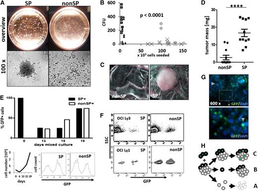 Figure 2. Lymphoma SP cells are enriched in clonogenic capacity and represent a transient phenotype. (A) Colony formation from purified lymphoma SP cells (CFUs), compared with no or only few colonies from corresponding non-SP cell preparations (representative example for Balm-3 survey, upper row; microscopic view, lower row). (B) For 5 cell lines, CFU activity was significantly enriched in the SP compared with non-SP cells (unpaired 2-sided t test; data for each individual cell line; see supplemental Figure 2). (C-D) In vivo, 0.5 × 106 purified SP cells generated tumors within 8 days in a modified CAM assay in ovo, compared with no or significantly smaller tumors from equal amounts of non-SP cells (C, representative examples of tumors; D, tumor mass; unpaired 2-sided Student t test, ****P < .001; n = 19; cell line OCI Ly3). (E) After admixture of 4% GFP-positive SP cells to 96% unlabeled non-SP cells, contribution of GFP-positive cells to the whole tumor were measured by flow cytometry and microscopy in vitro and in vivo. In the course of tumor expansion (left lower row; expansion of all cells ×106), the proportion of GFP-positive cells and of non-SP cells expanded, with the emergence of GFP-negative SP cells (upper row, example of flow cytometric GFP analysis of SP and non-SP at day 19; right lower row, representative results of 3 independent experiments). (F) After implantation of mixed cultures into the egg, GFP-positive SP cells contributed to both SP and non-SP cell fractions at day 8 of tumor growth in vivo, again with progeny from GFP-negative non-SP cells to both populations at day 8 in the cell line OCI Ly3 and OCI Ly1 (F, n = 2 each). (G) In the OCI Ly3 tumors after in ovo passaging, GFP-positive cells (arrowheads) were distributed evenly between progeny of non-SP cells throughout the tumor tissue (immunofluorescence staining with an anti-GFP antibody, n = 10; enlargement of insert ×8). (H) Collectively, whereas isolated non-SP cells died off in culture or in the host (A) and isolated SP cells formed colonies (B), in mixed cultures both SP and non-SP cells contributed to tumor propagation (C).