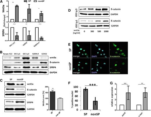 Figure 3. Activation of the canonical Wnt signaling in SP cells from DLBCL cell lines. (A) Increased expression of Wnt3a as well as reduced expression of SFRP4 was found in the SP vs non-SP cells of OCI Ly3 cells by quantitative reverse-transcription PCR (normalized to GAPDH; n = 10 OCI Ly3, n = 5 U2932, n = 3 SUDLH4; unpaired Student t test). (B) Western blot showed expression of Wnt3a and SFRP4 in all lymphoma cell lines tested, with variable expression levels. (C) Increased levels of Wnt3a and β-catenin vs lower levels of SFRP4 in whole-cell lysates of SP cells compared with non-SP cells of OCI Ly3. Densitometric quantification (right) of Wnt3a levels in SP and non-SP cells of OCI Ly3 (n = 4, unpaired Student t test, P = .0047). (D) Cellular β-catenin in OCI Ly3 and OCI Ly1 cells was enhanced by exogenic stimulation with recombinant Wnt3a (concentration as indicated for 8 hours). (E) β-catenin localized to the nuclei of both SP and non-SP cells from OCI Ly3, with higher frequency in SP cells (F; n = 200, OCI Ly3, P < .0001; paired 2-sided Student t test). (G) C-myc and axin2 were expressed at higher levels in SP compared with non-SP cells in OCI Ly3 (axin2: n = 5, P < .001; c-myc: n = 4, P < .01; 2-way ANOVA).